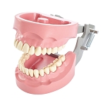 1560 Non-Articulated Hard Gingiva Model with Edentulous Teeth and MQD Mounting Plate